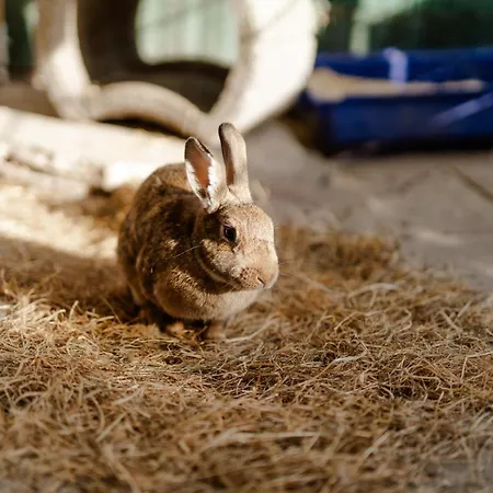 Inselhaus Eg Und Og Apartman