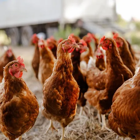 Inselhaus Eg Und Og Апартаменты *