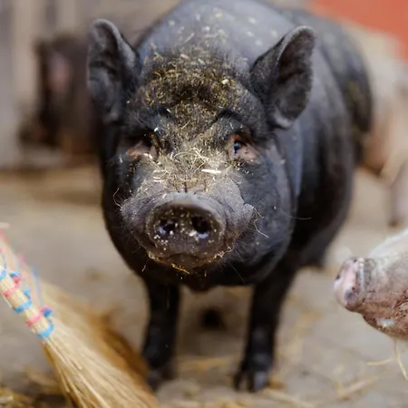 Apartman Inselhaus Eg Und Og *