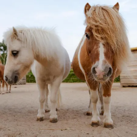 Inselhaus Eg Und Og Апартаменты